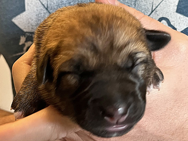 chinook puppy